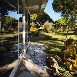 Jacaranda Cádiz